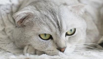 开云官网在线-摩纳哥后防线再添新分，球队稳扎稳打期待更上一层楼，摩纳哥球队是哪个国家